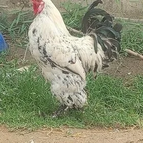 brama balgat horaz