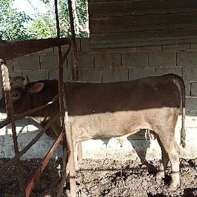 ОКУЗ