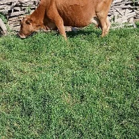 sygyr