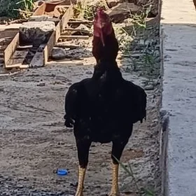 Taşkent horoz