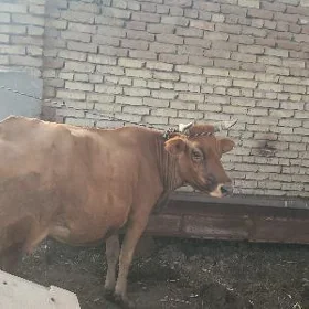 Bogaz sygyr