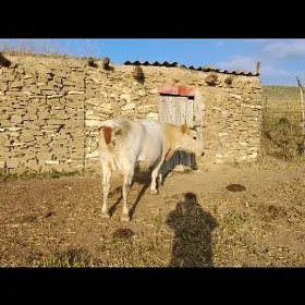 Göleli sygyr