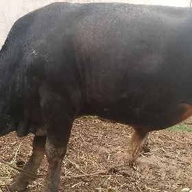 öküz