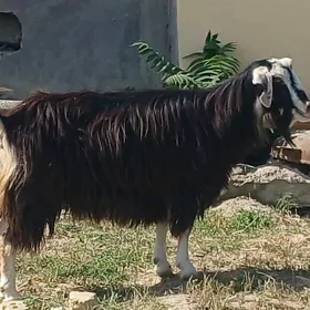 kelek  geci