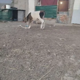 öküz