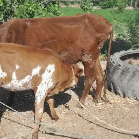 SAGLYK SYGYR