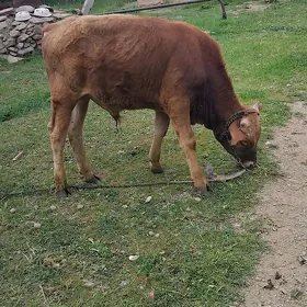 öküz