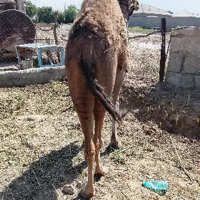 owsuk