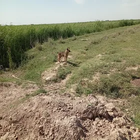 Güjikler