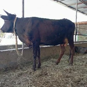 goleli sygir