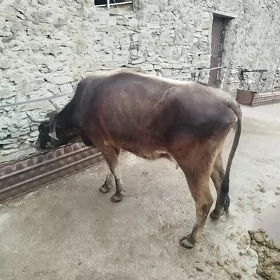 göleli sığır