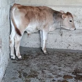 ÖKÜZ ŞWES