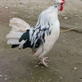 Karlik