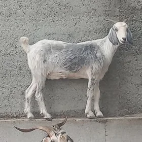 pakistan geci