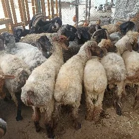 işşek