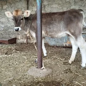 tüwe