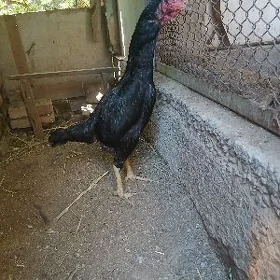 байес маки