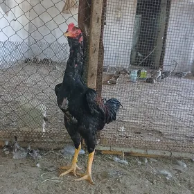 HORAZ