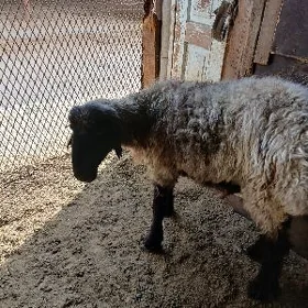 İşek