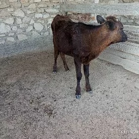 Ardana