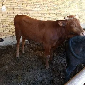Öküz