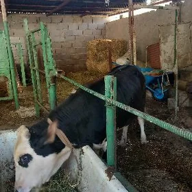 ökiz