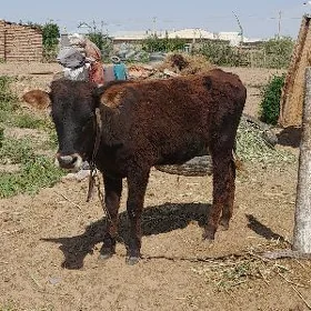 Öküz meýdan