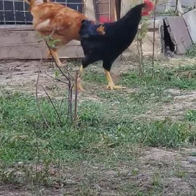 Horaz