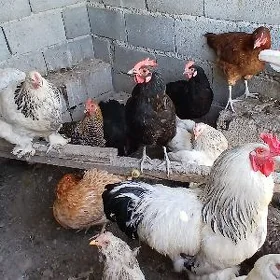 Сатлык хораз товук.