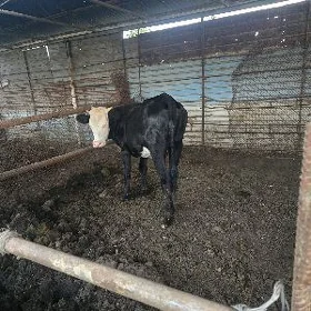 simmental gulajyn