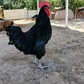 Horaz