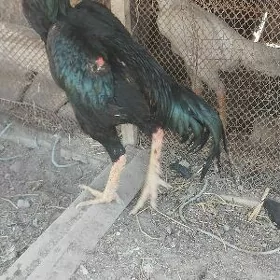 baysov
