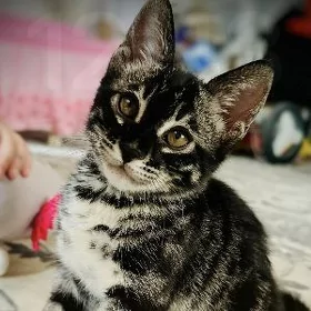 бенгальский кот