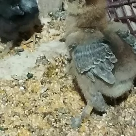 brama
