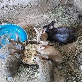 Крольчиха с крольчатамы