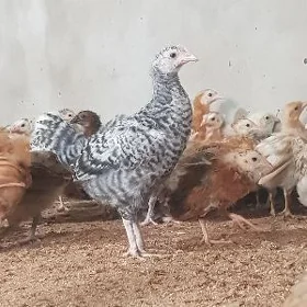 Bolgar Jüýjeler Satlyk
