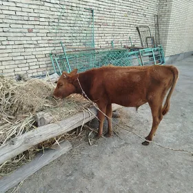 Öküsce