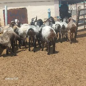 ÖWEÇ