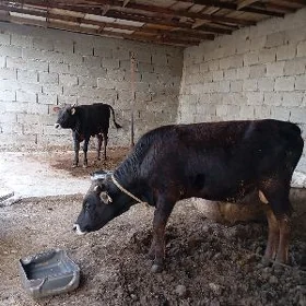 öküz