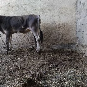 TOHUM ŞWEZ OKÜZ
