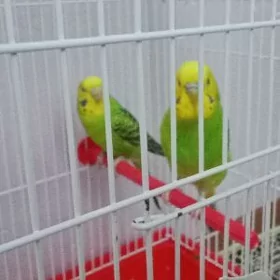 Попугаи с клеткой