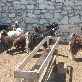 ekiz owlakli geçi
