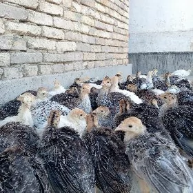 Induk juyje
