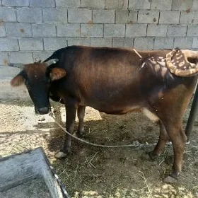 Göleli sygyr