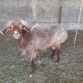 teke goç