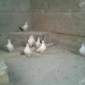 Kepderi
