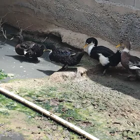 Ördek Gak Gak