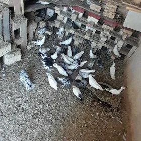 kepderi