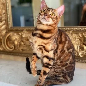 кот