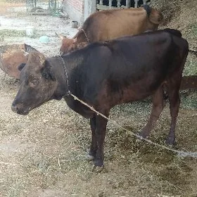 Tüwe bir ýaş üç aý